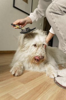 Trimming vs. strihanie: aký je rozdiel a pre aké plemená?