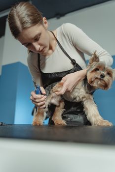 Starostlivosť o pazúry: prečo pravidelné strihanie chráni kĺby
